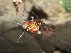 Gasteracantha clavatrix