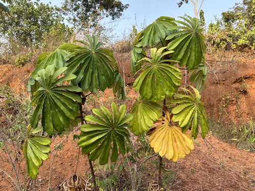 African corkwood tree