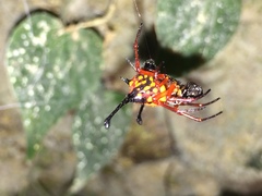 Gasteracantha clavatrix