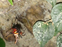 Gasteracantha clavatrix