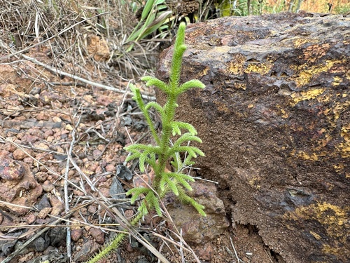 staghorn clubmoss