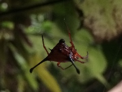 Gasteracantha clavatrix