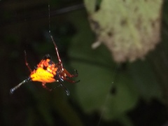 Gasteracantha clavatrix