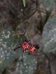 Gasteracantha clavatrix