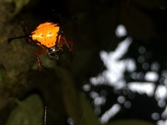 Gasteracantha clavatrix