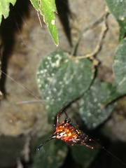 Gasteracantha clavatrix