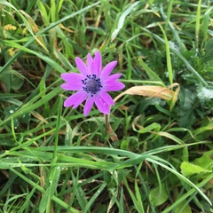 Anemone hortensis