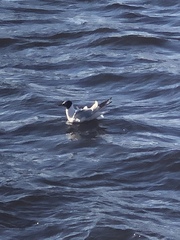 Chroicocephalus ridibundus