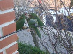 Psittacara mitratus