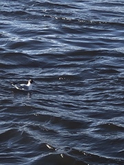 Chroicocephalus ridibundus