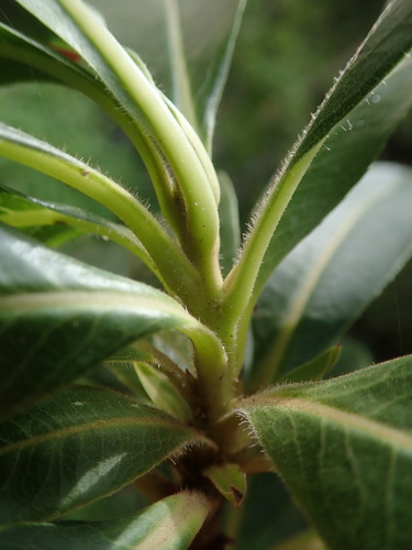 Image of Arbutus canariensis by (c) Daniel Cahen, some rights reserved (CC BY)