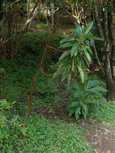 Image of Arbutus canariensis by (c) Daniel Cahen, some rights reserved (CC BY)