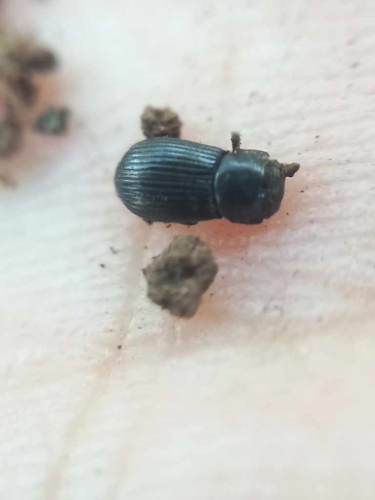 Odontolytes