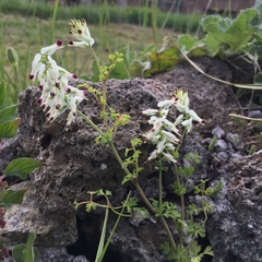 Fumaria capreolata