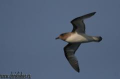 Thalassoica antarctica