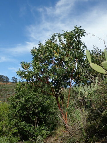 Image of Arbutus canariensis by (c) Daniel Cahen, some rights reserved (CC BY)