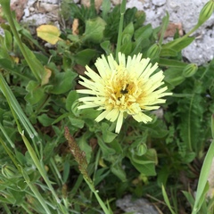 Urospermum dalechampii
