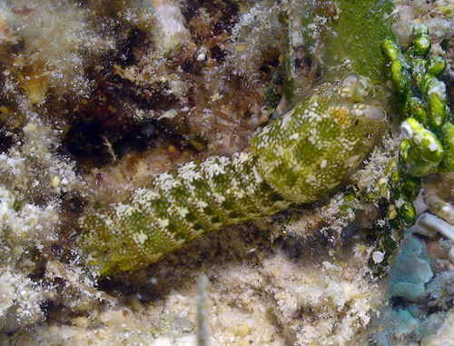Gonodactylaceus falcatus in life