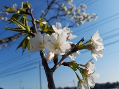 Prunus