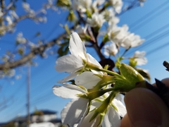 Prunus
