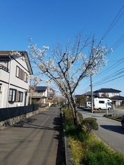 Prunus