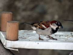 Passer domesticus