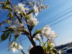 Prunus