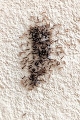 Alpenus investigatorum
