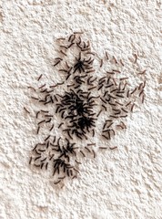 Alpenus investigatorum