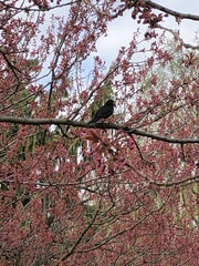 Turdus merula