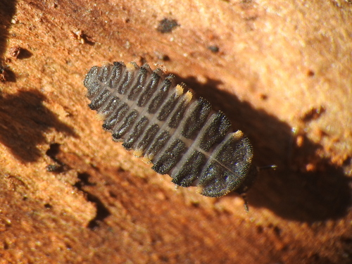 False Ladybird