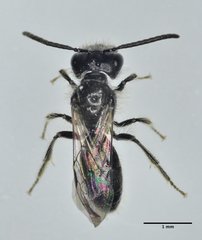 Panurginus