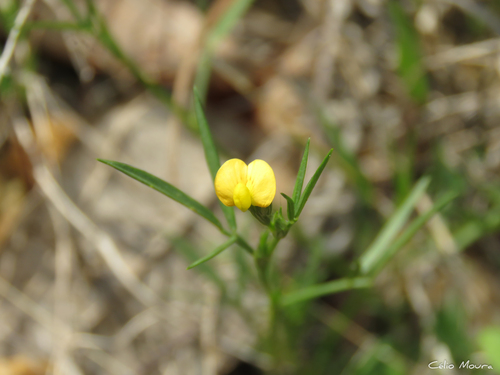 Stylosanthes angustifolia