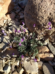 Astragalus amphioxys