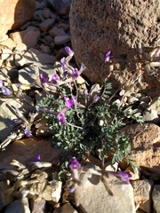 Astragalus amphioxys