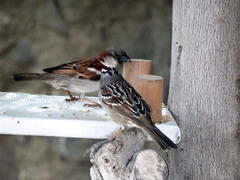 Passer domesticus