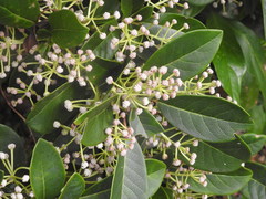 Daphniphyllum calycinum