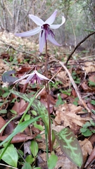 Erythronium hendersonii