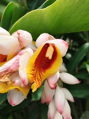 Alpinia nutans
