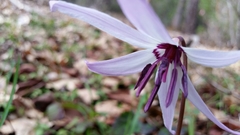 Erythronium hendersonii
