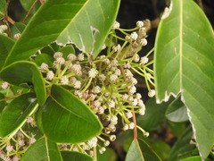 Daphniphyllum calycinum