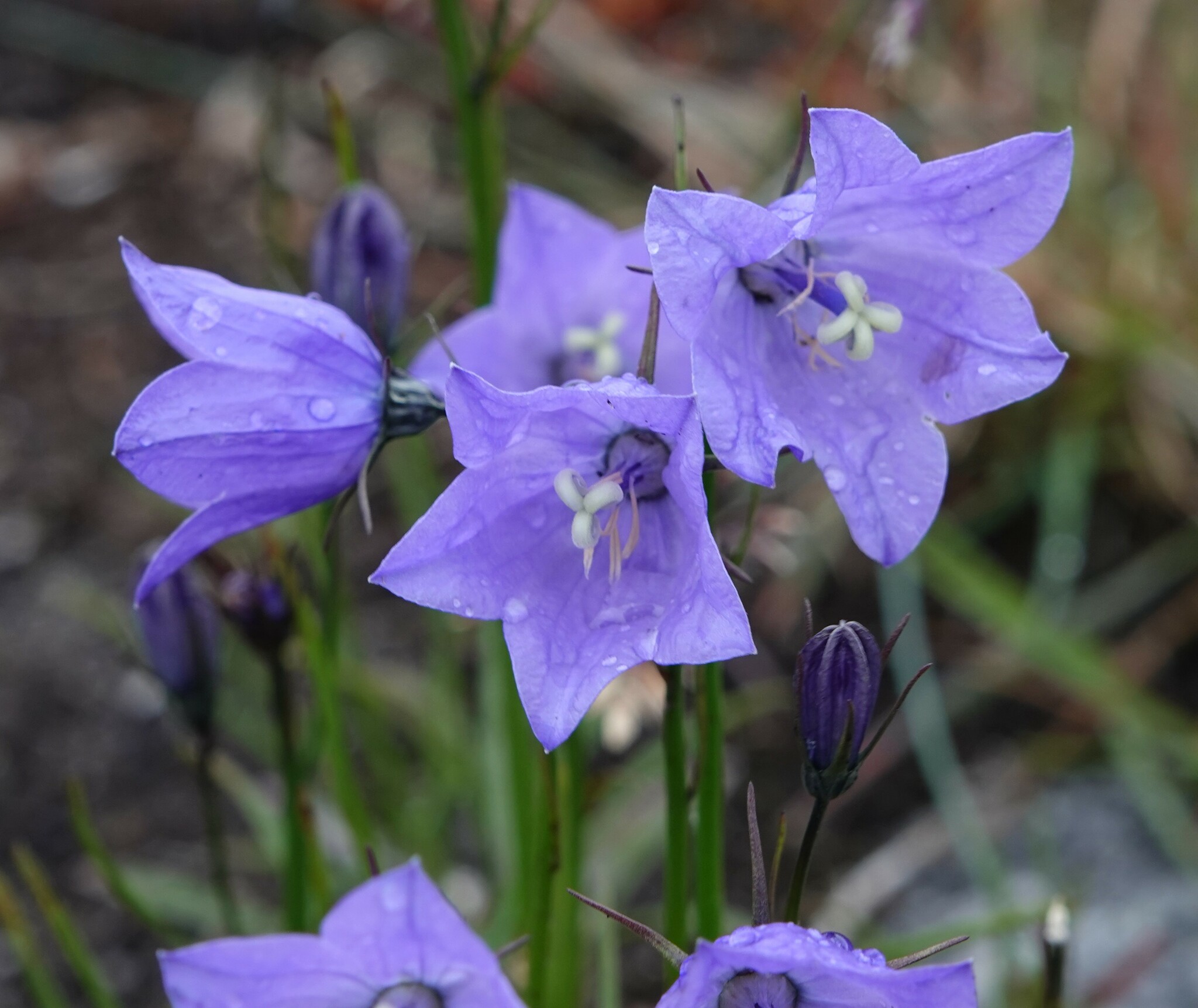 Campanula giesekiana