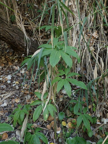 Image of Dracunculus canariensis by (c) Daniel Cahen, some rights reserved (CC BY)