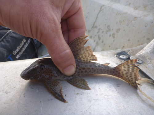 Suckermouth armoured catfish (Hypostomus gymnorhynchus) — Loricariidae — 4