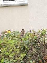 Passer domesticus