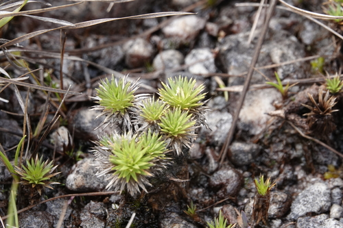 Abolboda acaulis photographed in Guyana