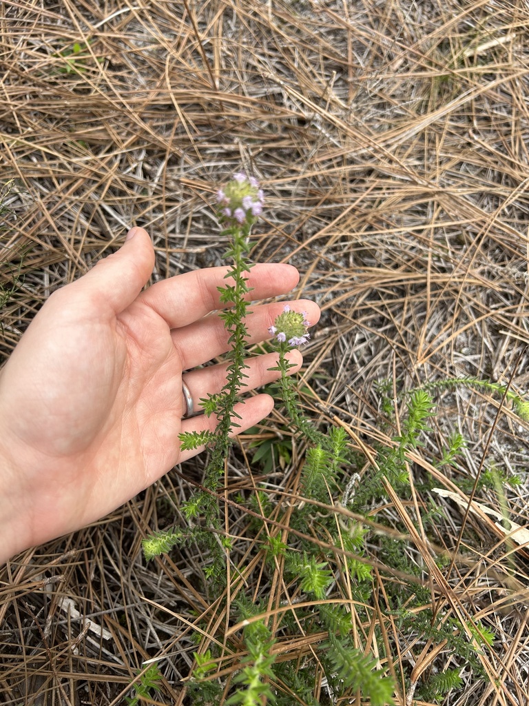 Florida pennyroyal from Jupiter, FL, US on January 25, 2024 at 0325 PM