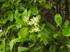 Tarenna