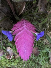 Wallisia cyanea