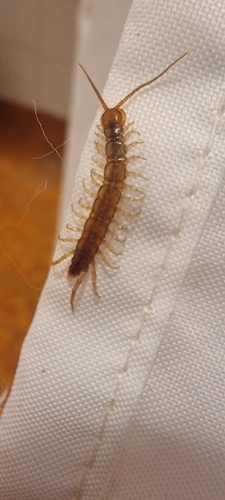 Garden Lithobius, 6708 LP Wageningen, Netherlands, photo 10 of 10